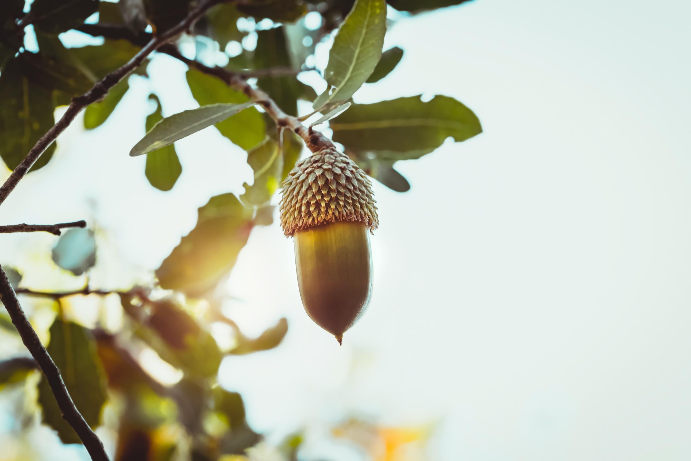 Natural acorn on a branch, backlit by golden light